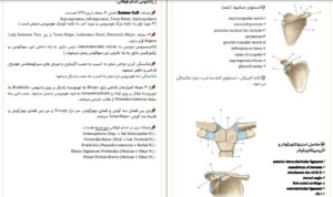 دانلود جزوه PDF نکات کلی آناتومی دانشگاه تهران
